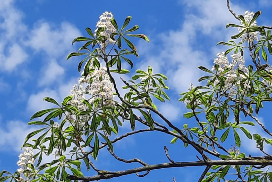 Повторное цветение 2.png