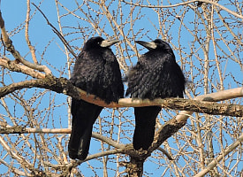 Грачи прилетели — зима уходит? История и приметы дня Герасима-грачевника