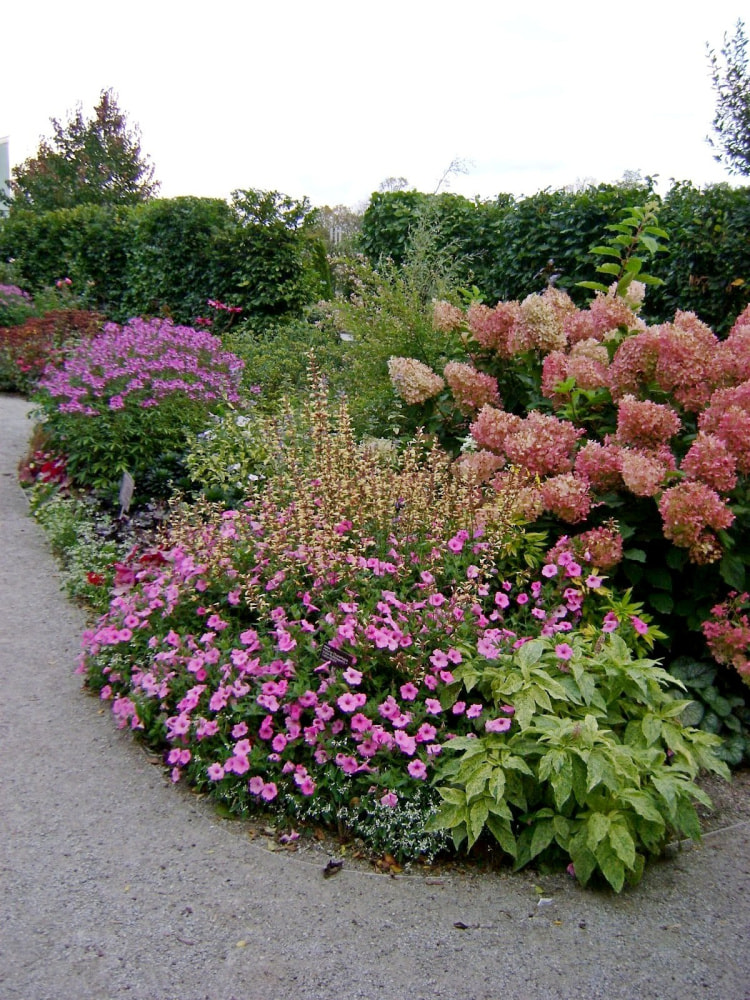 Садим рододендрон 5.jpg