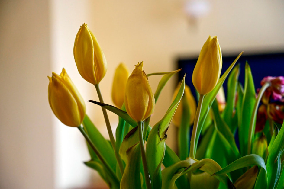 тюльпаны3.jpg