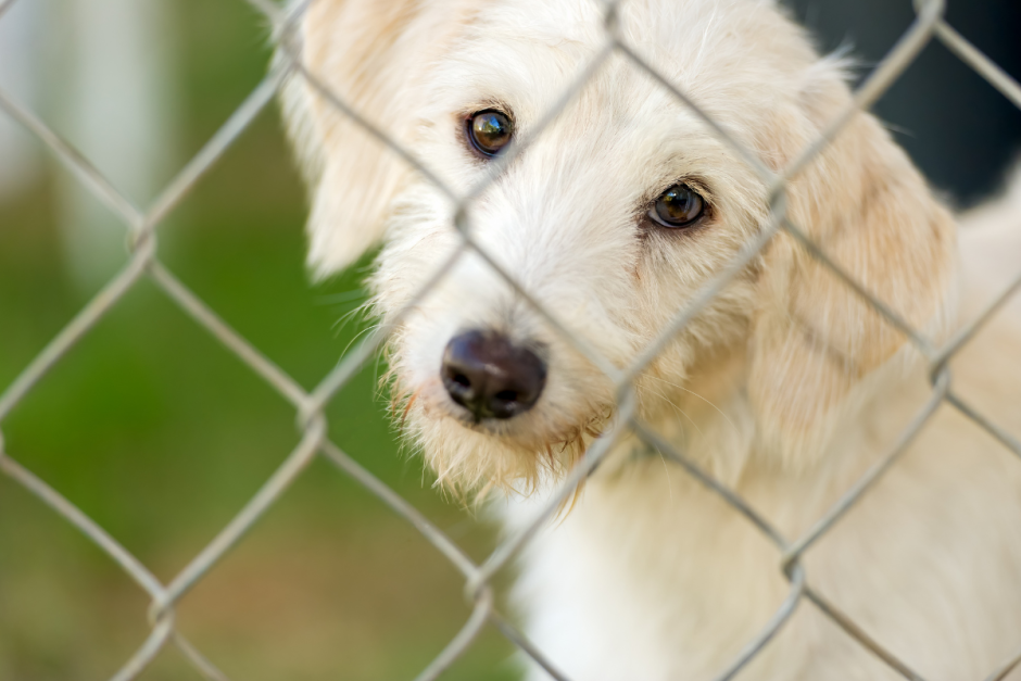 приют.png приют.png