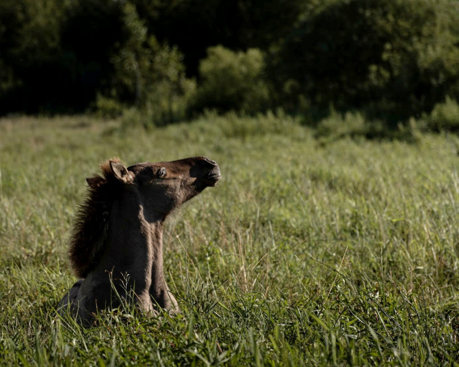 Финалисты конкурса Дикая природа Беларуси-2024 21.jpg