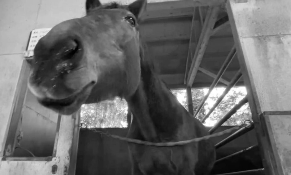 Лошадь Хару Урара.jpg