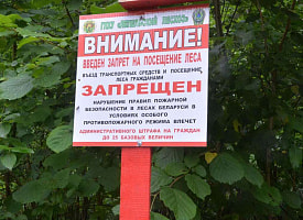 До 1350 рублей штрафа. В Беларуси ввели первые в 2026 году запреты на посещение лесов – в каких областях?