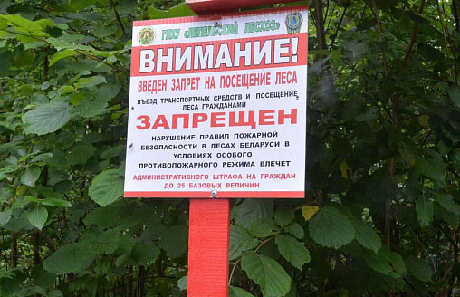До 1350 рублей штрафа. В Беларуси ввели первые в 2026 году запреты на посещение лесов – в каких областях?