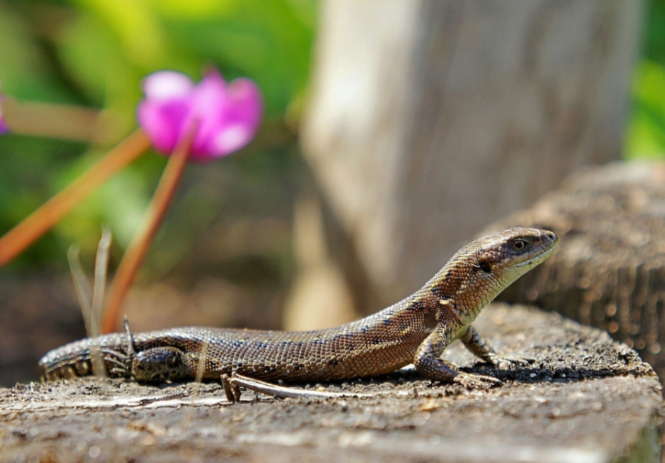 Живородящая ящерица 2.jpg