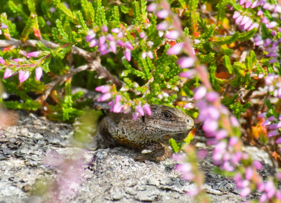 Живородящая ящерица 6.jpg