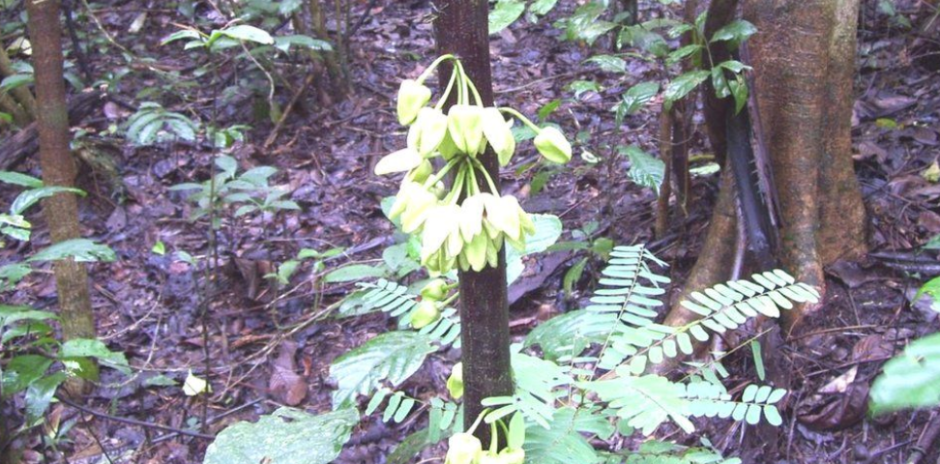 дерево ди каприо.png