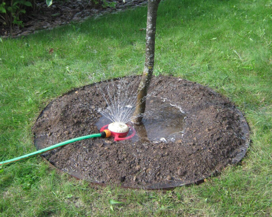 Как ухаживать за приствольными кругами 4.jpg