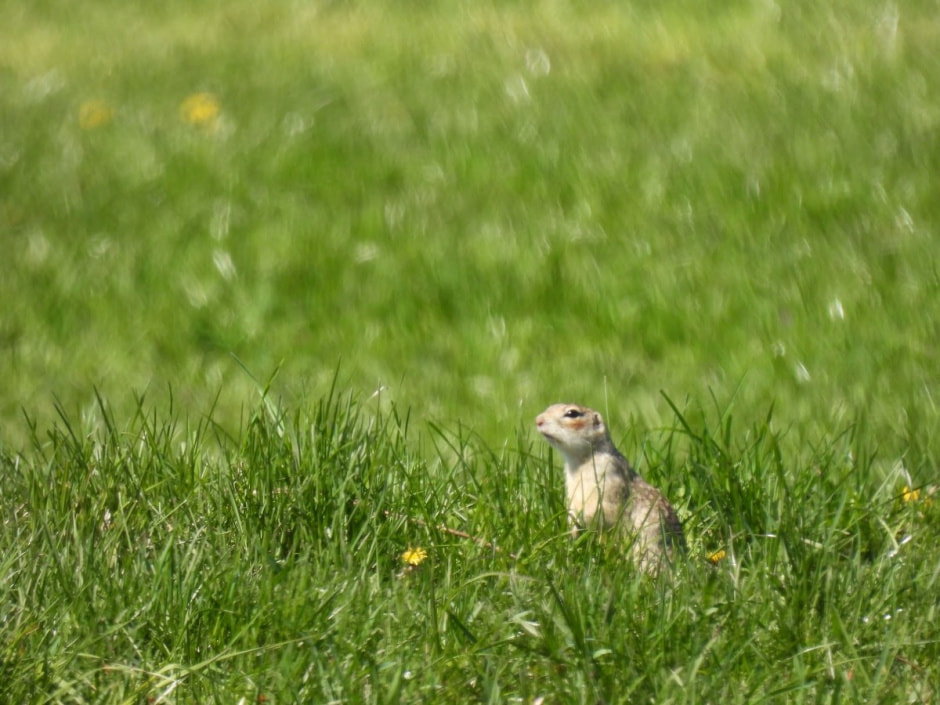 Наблюдаем за сусликами 27.jpg