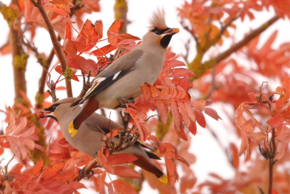 Свиристель 7.png