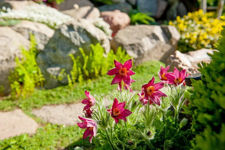 Семья Шокало и экзотический сад 15.jpg