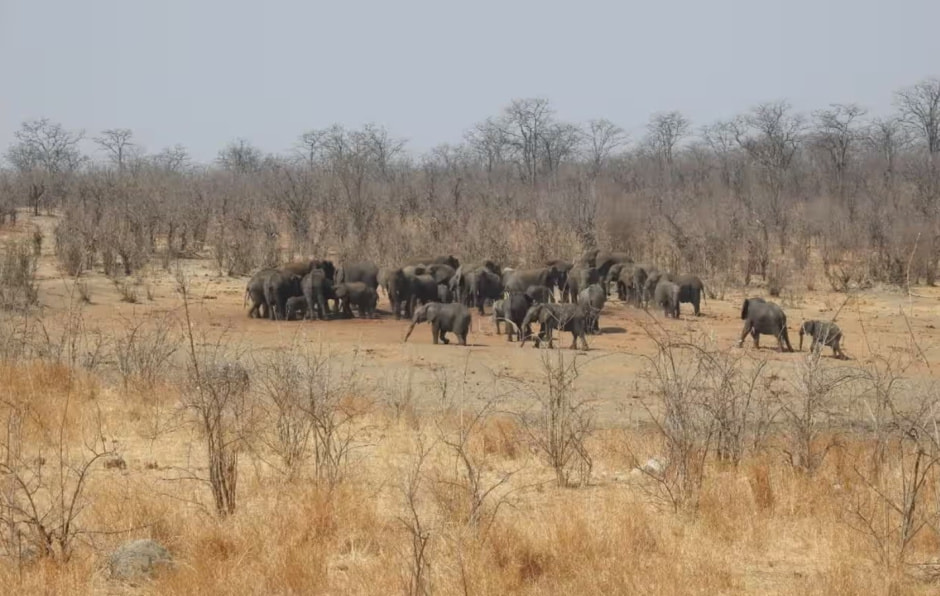 Слоны и засуха.jpg Слоны и засуха.jpg