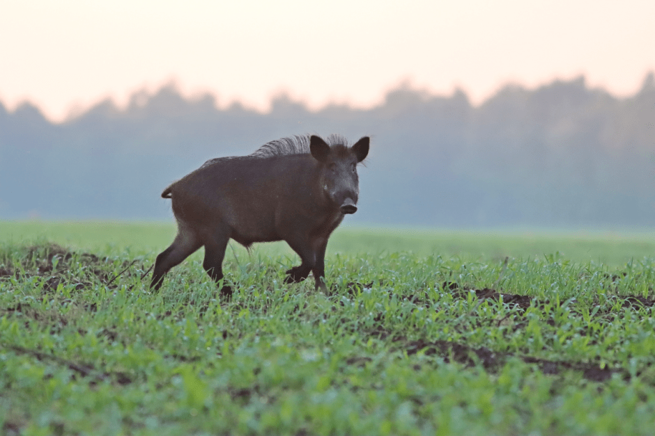 Дикая природа кабан 10.png