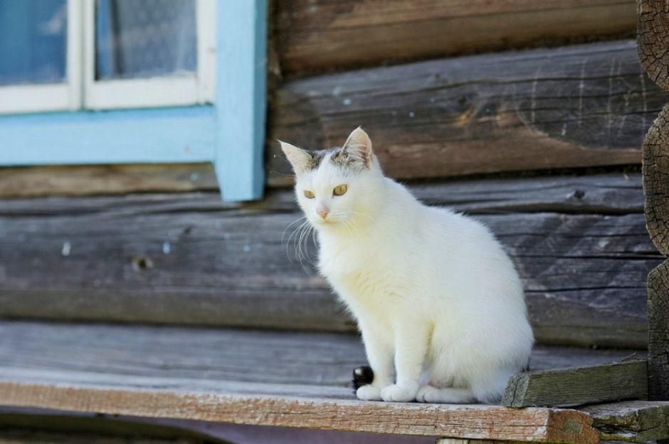 Детство в дереввне 1.jpg