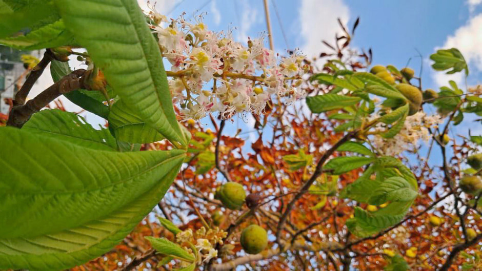 Повторное цветение 6.jpeg