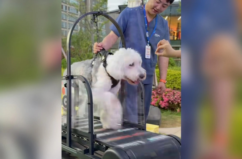 Фитнес для собак