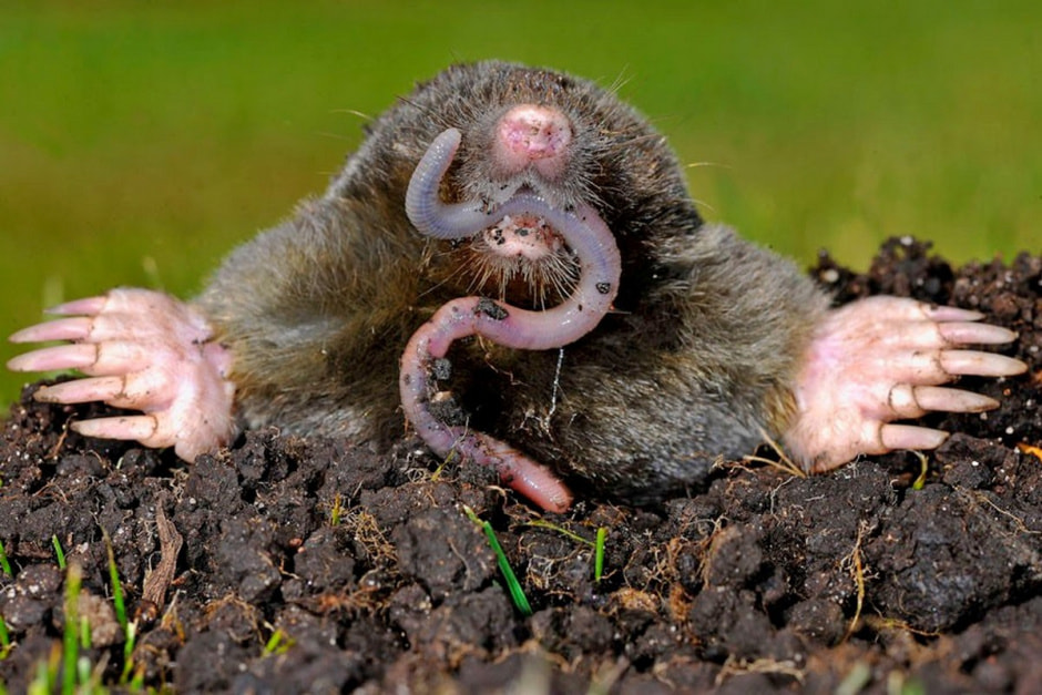 Что мы знаем о кроте 7.jpg