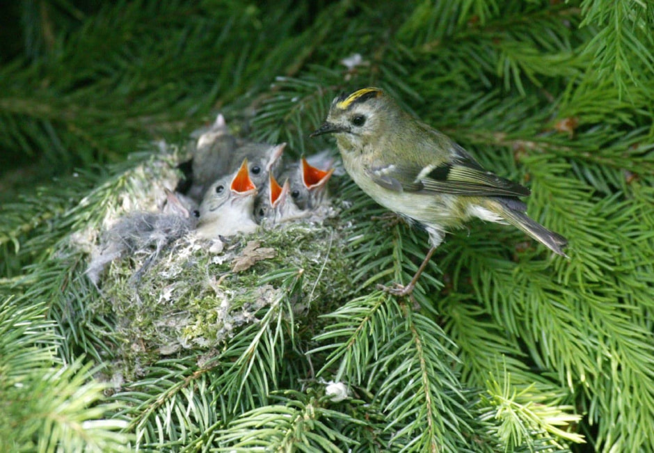 Яйца диких птиц 8.jpg