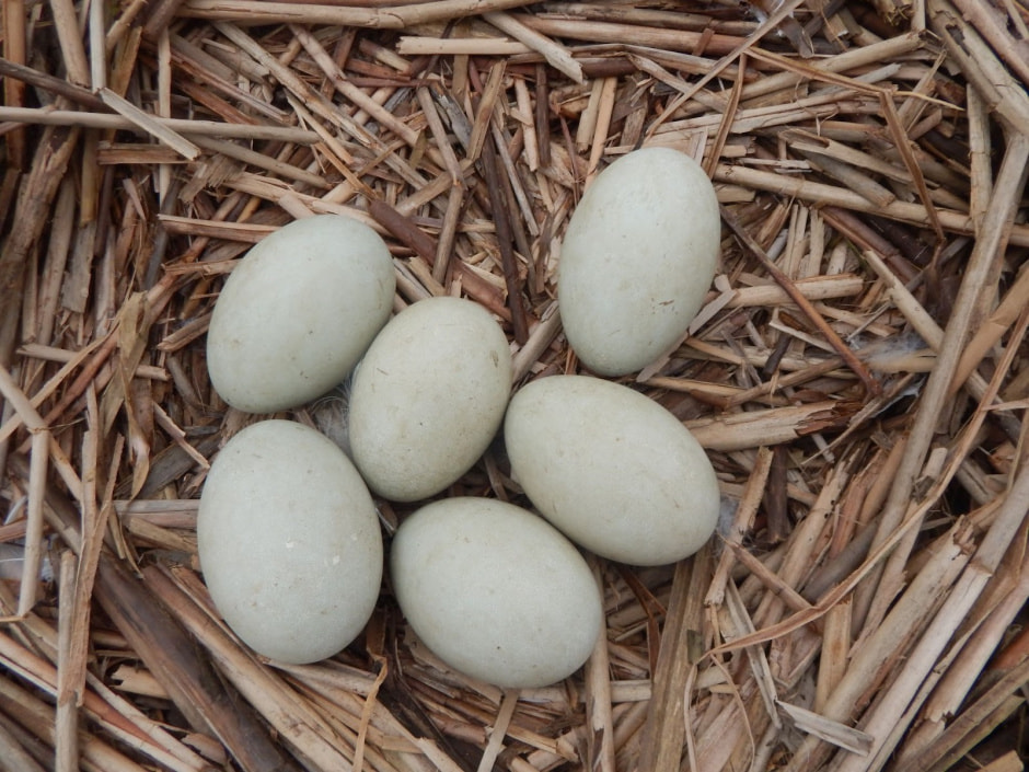 Яйца диких птиц 7.jpg