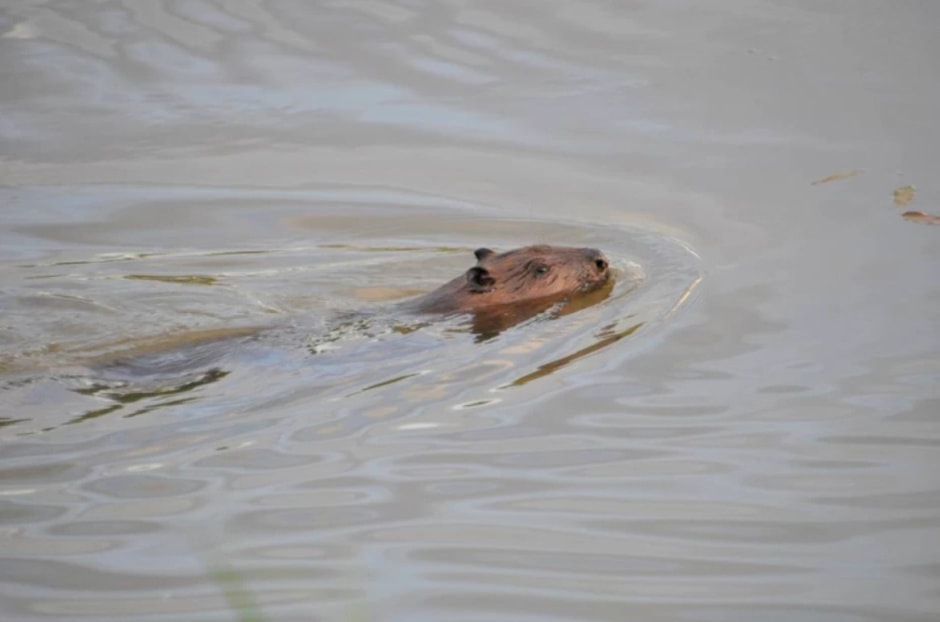 Бобр в Беларуси.jpg