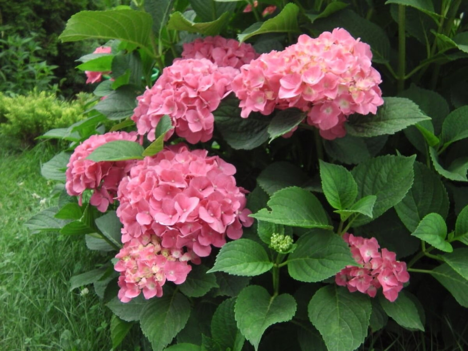 гортензия цветы гортензия цветы.jpg