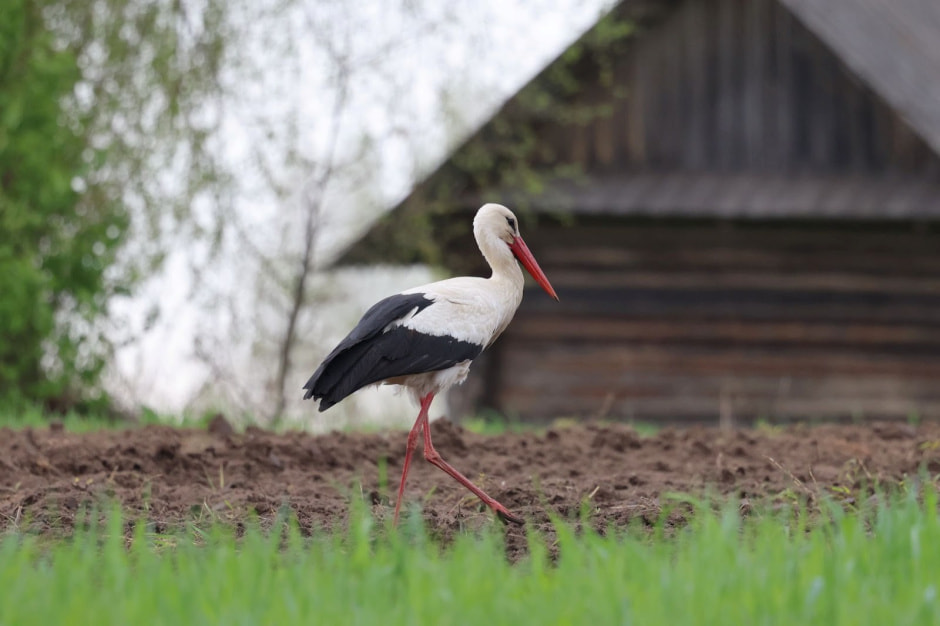 Аист Шкурко