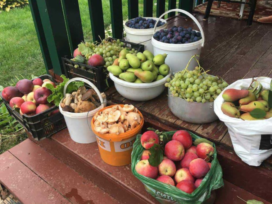 грибы фрукты овощи