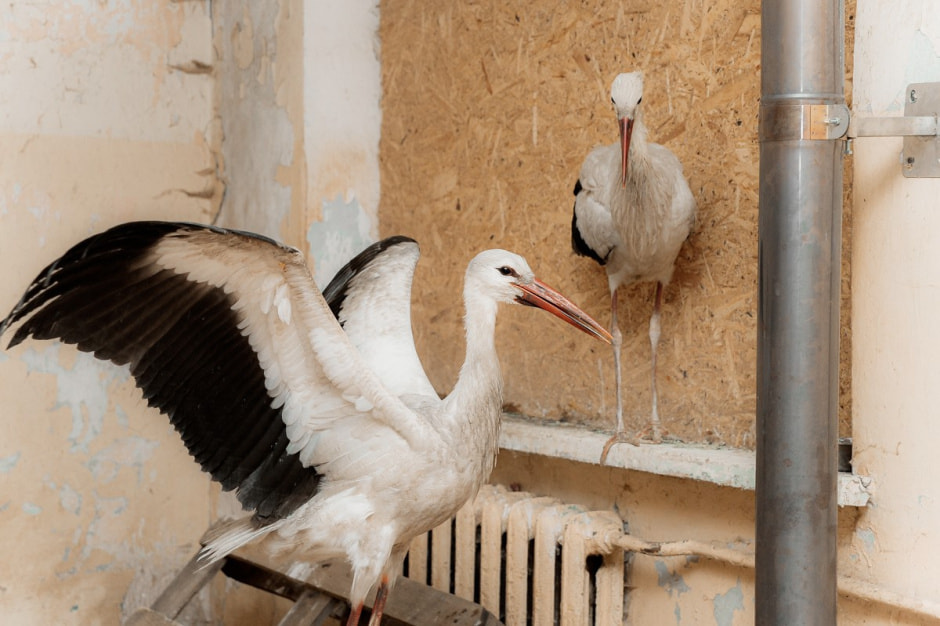 Зимовка аистов в деревне Высокое 3.jpg