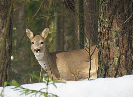 В Дзержинске спасатели ловили косулю. Что стало с животным?