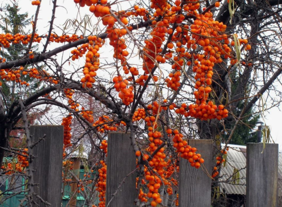 облепиха облепиха.jpg