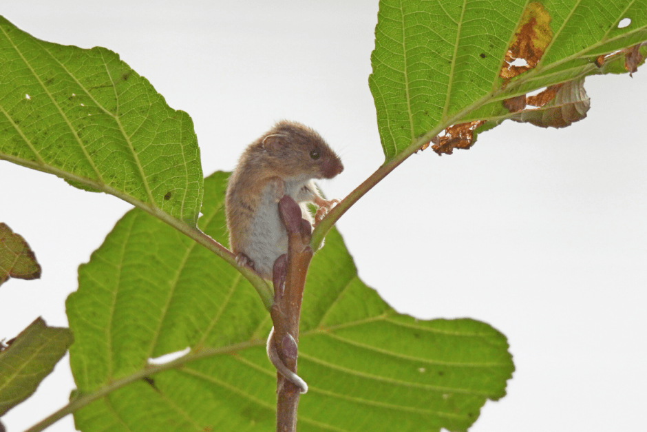 Мышь-малютка 5.png