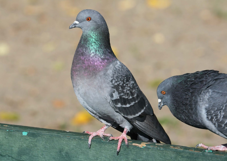 Инвазивные виды в Беларуси 12.jpg