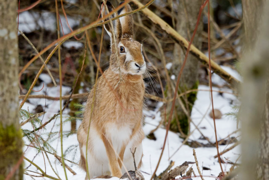 Фотограф дикой природы Инна Шкурко 14_Заяц-русак.png