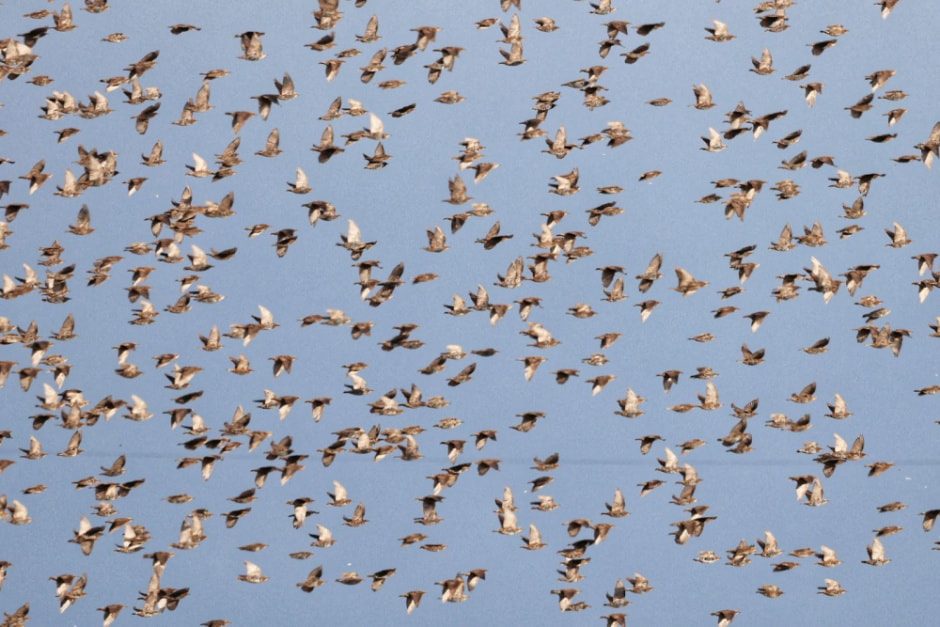 Миграция белорусских птиц 14.jpg