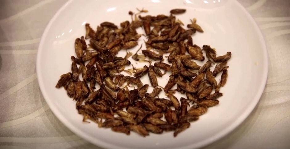 насекомые для еды Сингапур1.jpg