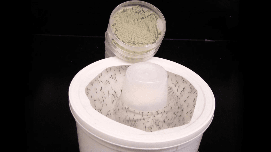 Комары в контейнере. Фото Марка Шервуда и Рэймонда Сент-Леджер