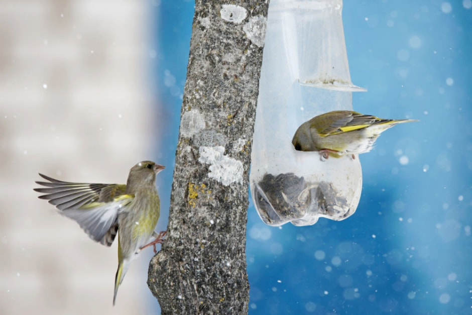 Подкармливаем птиц зимой 1.jpg