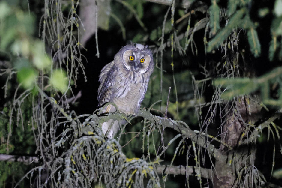 ушастая сова 