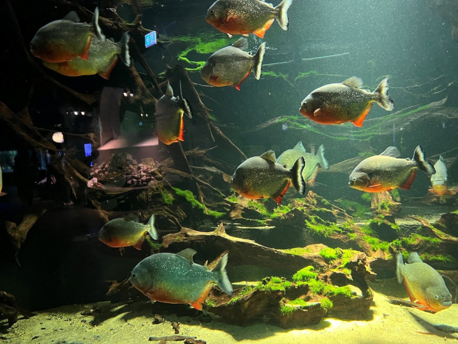 Берлинский зоопарк 20.jpg