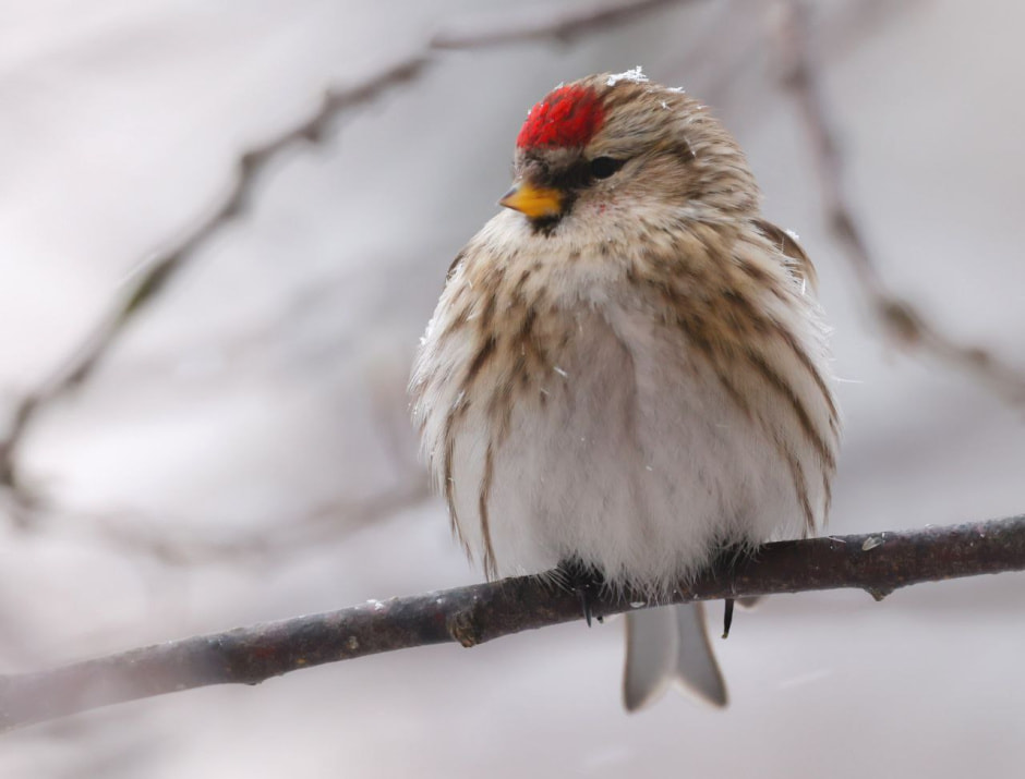 Инна Шкурко Чечетка.jpg