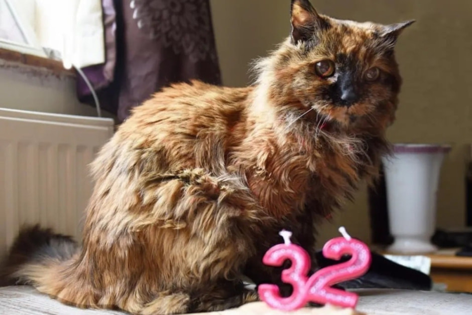 Кошка старейшая.jpg