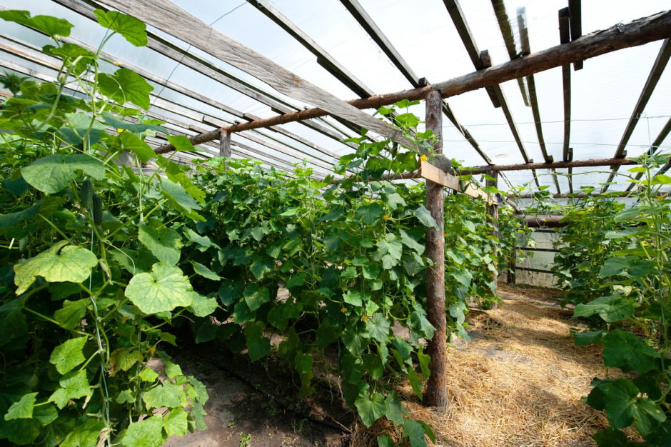 Семья Лой 20 лет выращивает огурцы и помидоры 20.jpg