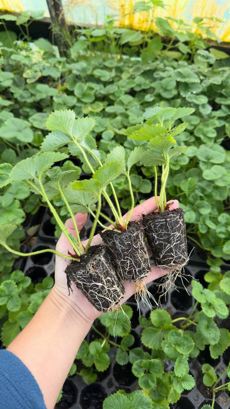 5-Саженцы клубники с закрытой корневой системой.jpg