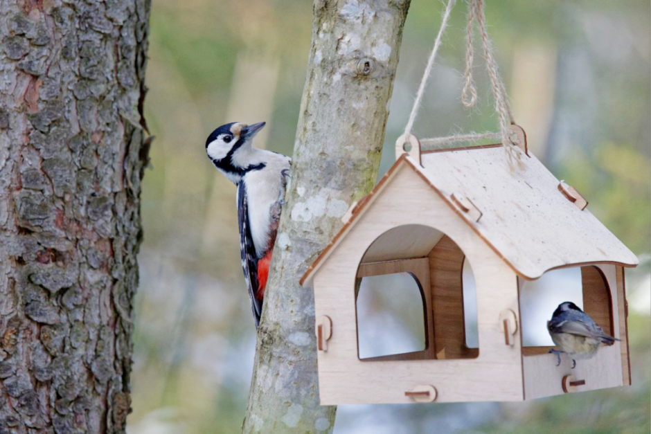 Как правильно подкармливать птиц зимой 2.png