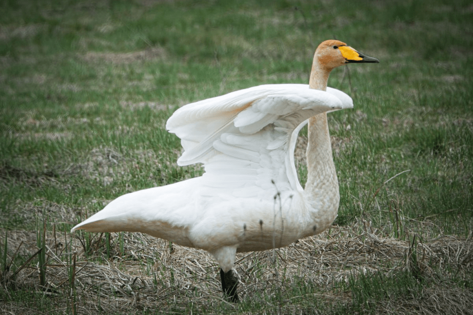 Лебедь-кликун 8.png