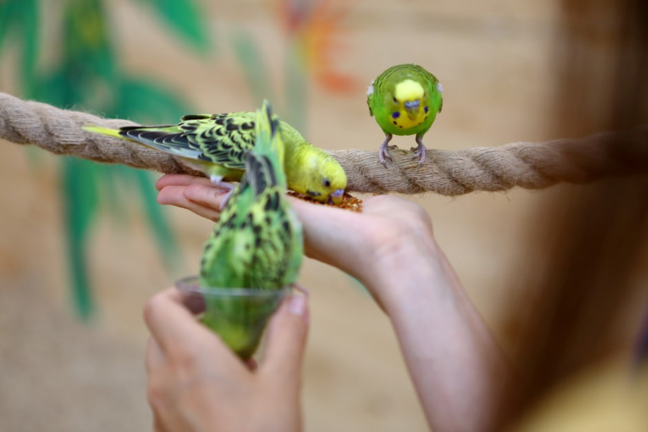 Попугайня в Витебске 3.jpg