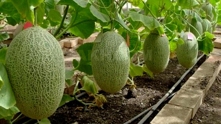 Дыни, теплица.jpg