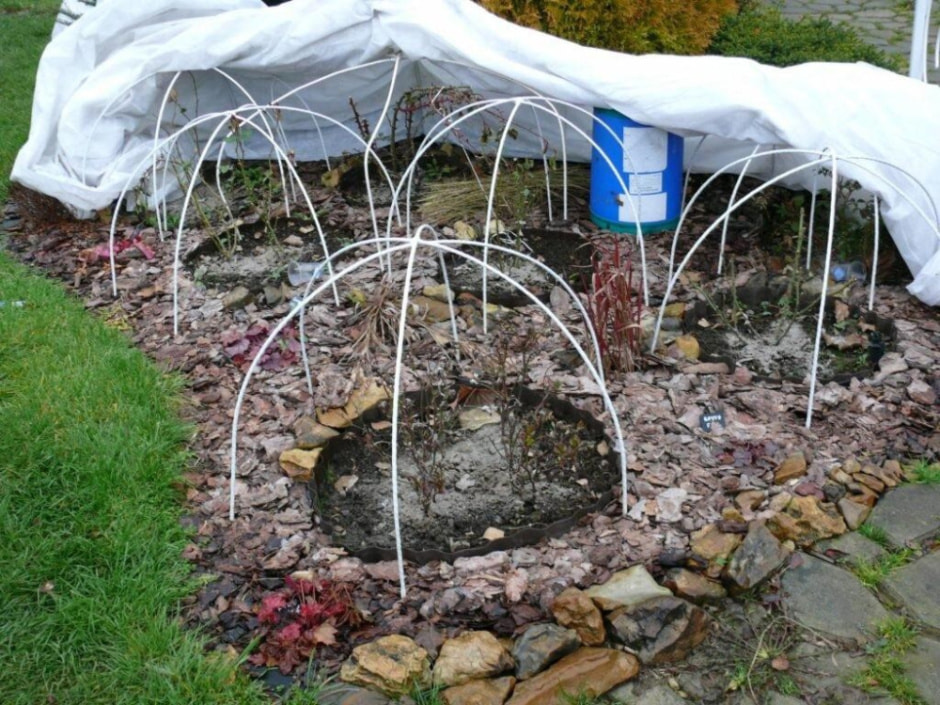 Как укрыть розы на зиму 6.jpg