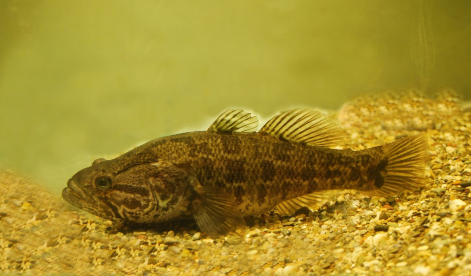 Ихтиофауна Беларуси 8_Ротан-головешка.jpg